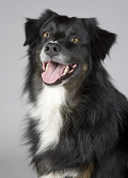How To Stop Dog Barking
