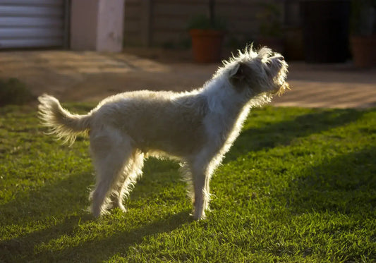 What Can I Do If My Neighbors Dog Wont Stop Barking?
