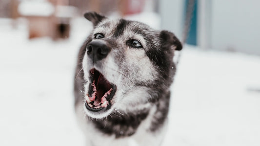 How To Stop Dog From Barking