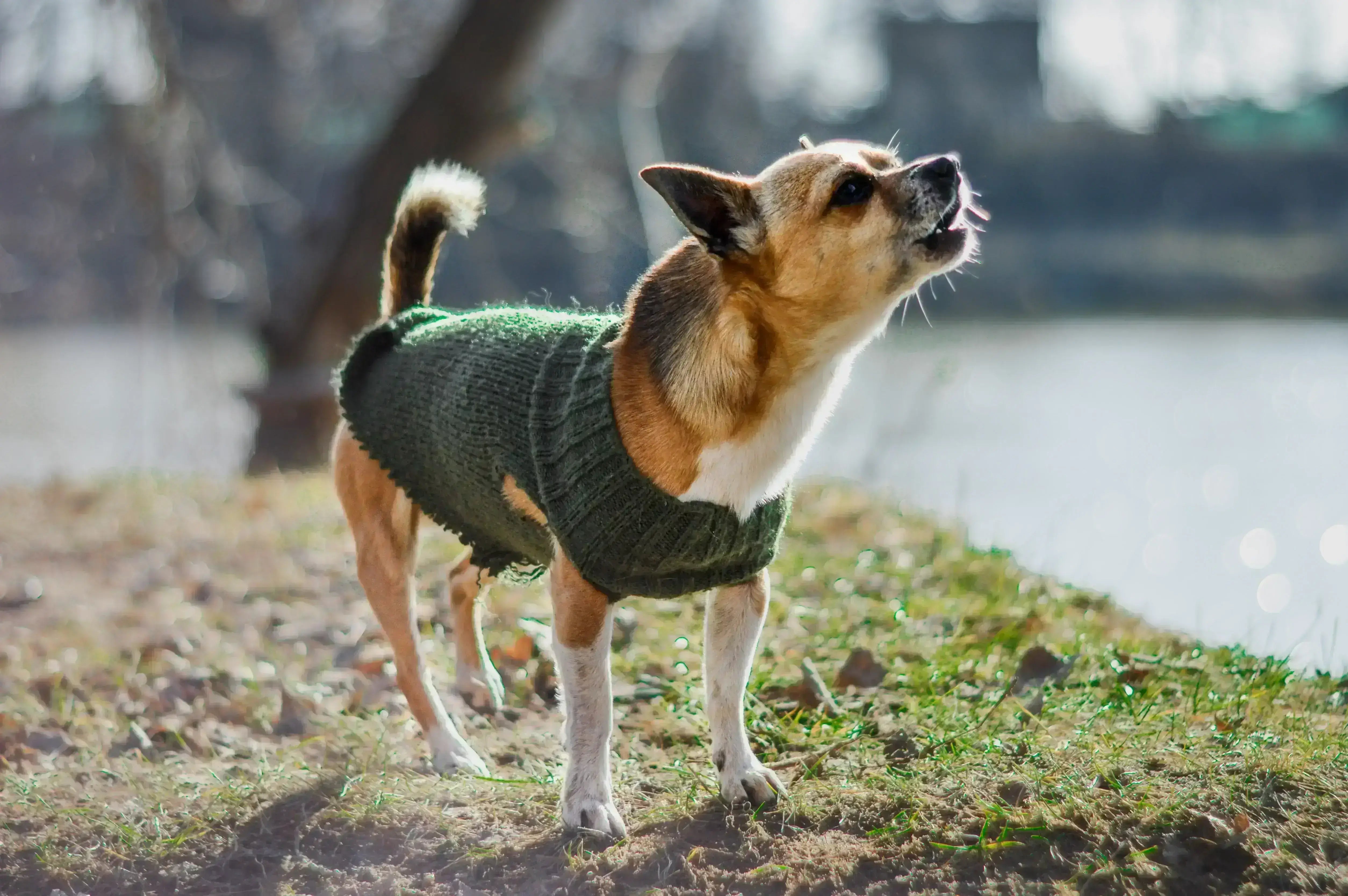 Do bark deterrents store work