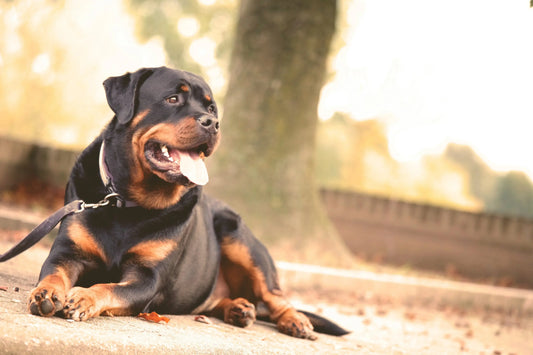 How To Get Your Dog To Stop Barking