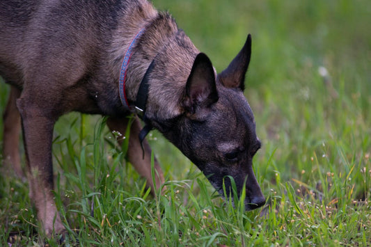 We Test Shock Collars On Ourselves