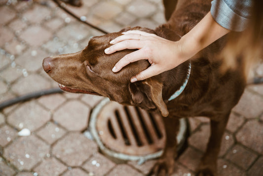 How To Stop Dog Barking In Seconds