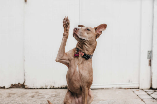 How To Get Dog To Stop Barking