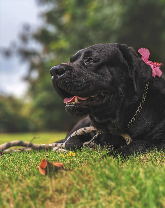 How To Get Neighbors Dog To Stop Barking!