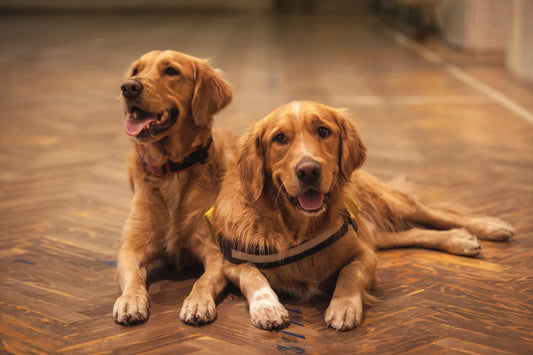 How To Get a Dog To Stop Barking