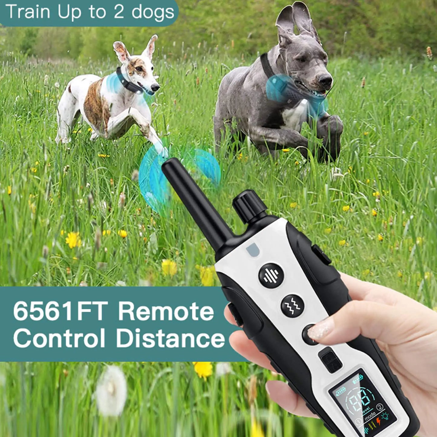 what type of collar is best for dog training