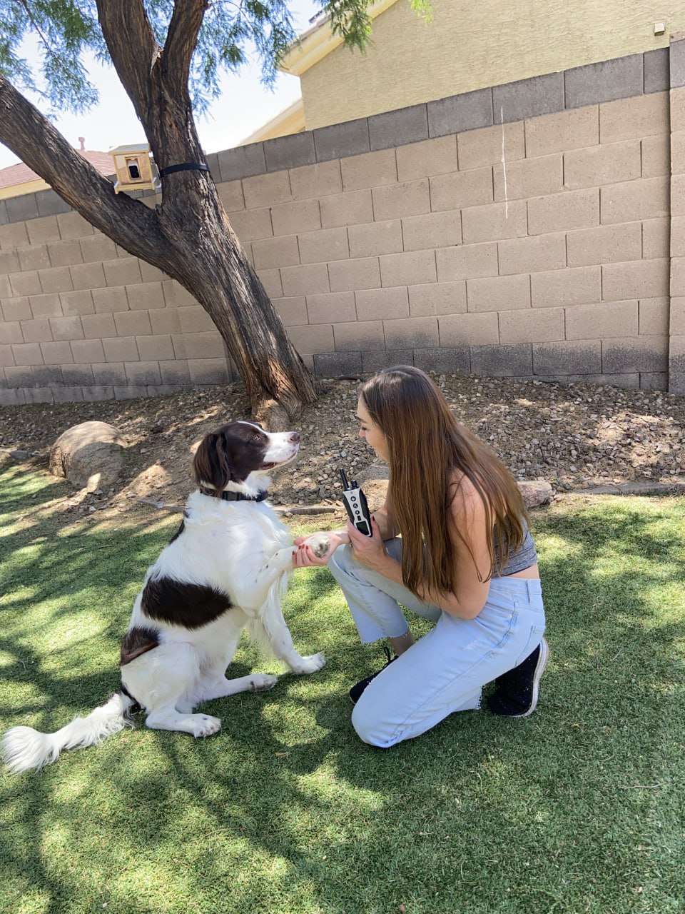 dog shock collars with remote