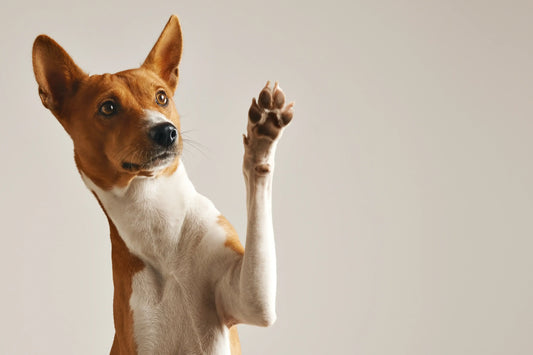 How To Stop Your Dog From Barking, Dog Barking Deterent